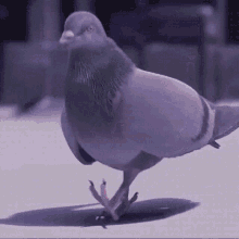 An animated gif of a pigeon dancing